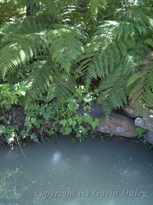 Murky water and ferns, Trevannah IMGP0306.JPG